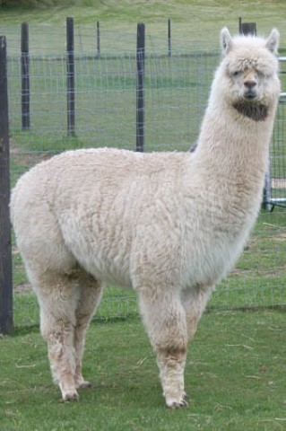 Alpaca For Sale - RF Royal Alonzo at Alpacas of Royalwood Farm